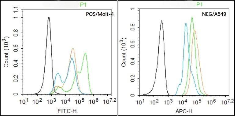 Anti-SV2A Polyclonal Antibody