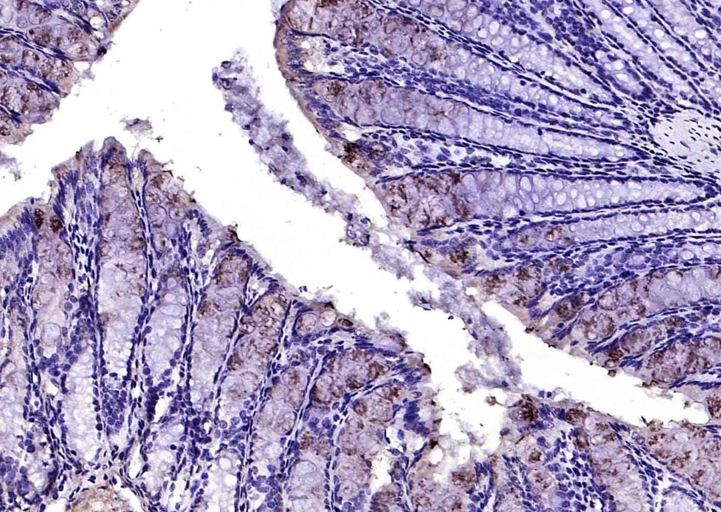Anti-TFF3 Polyclonal Antibody