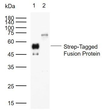 Anti-Strep Tag II Antibody (4T542)