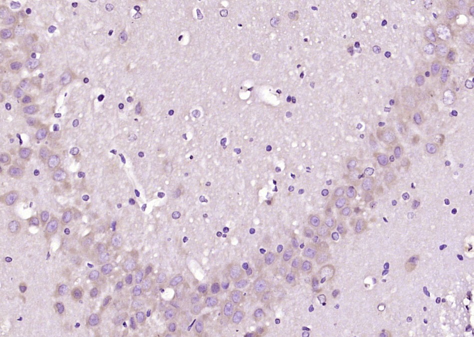 Anti-STK40 Polyclonal Antibody