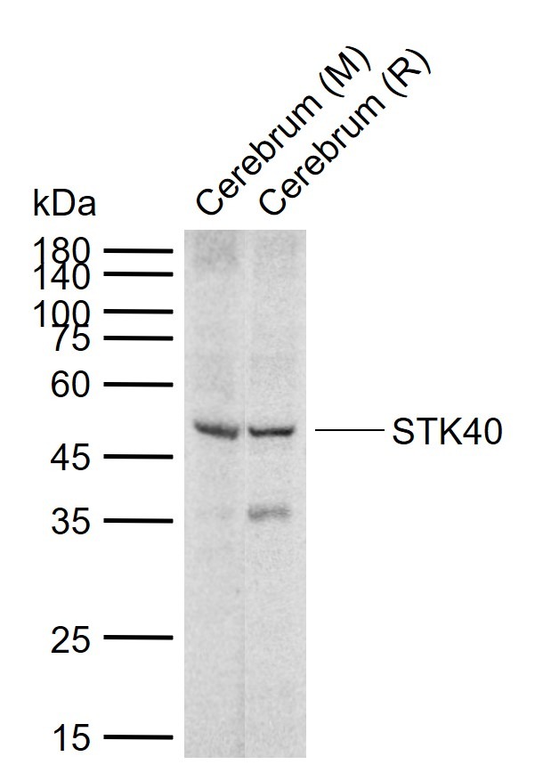 Anti-STK40 Polyclonal Antibody