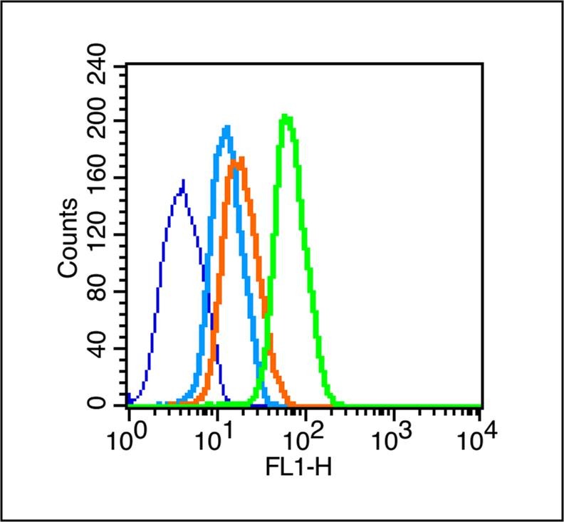 Anti-Thy1/CD90 Polyclonal Antibody
