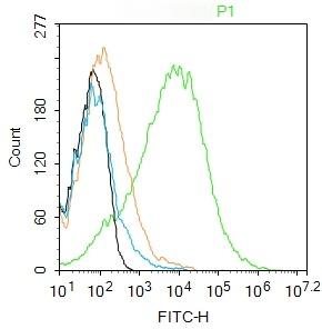 Anti-Thy1/CD90 Polyclonal Antibody