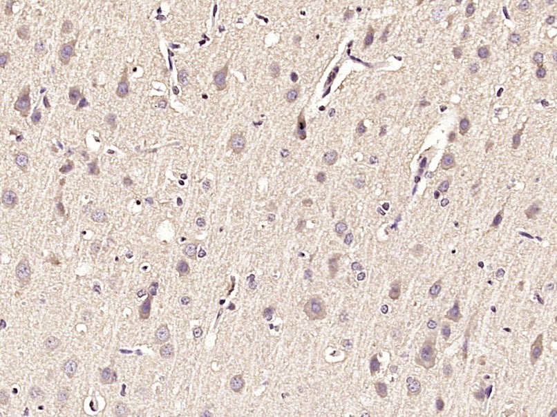 Anti-Synapsin-1 Polyclonal Antibody