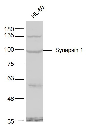 Anti-Synapsin-1 Polyclonal Antibody