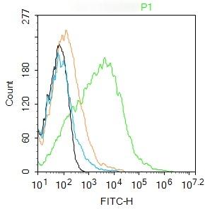 Anti-Thy1/CD90 Polyclonal Antibody 2