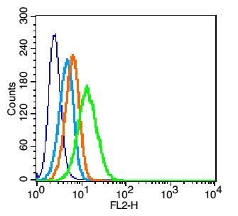 Anti-Thy1/CD90 Polyclonal Antibody