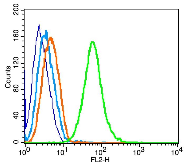 Anti-Transferrin Receptor/TFRC Polyclonal Antibody