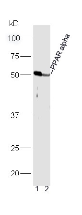 Anti-PPAR alpha/PPARA Polyclonal Antibody 2