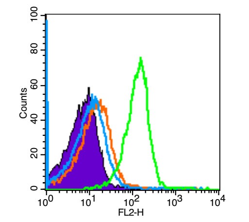 Anti-POU5F1 Polyclonal Antibody
