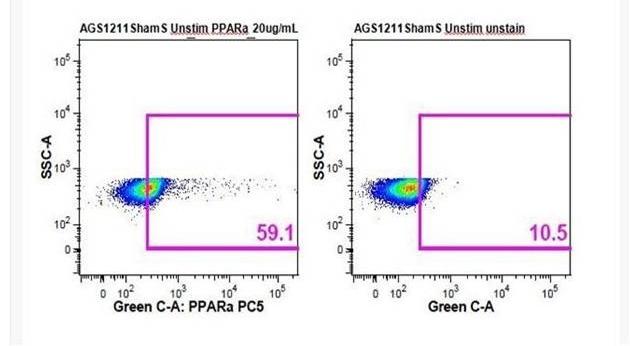 Anti-PPAR alpha/PPARA Polyclonal Antibody 2