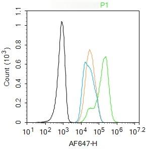 Anti-PPAR alpha/PPARA Polyclonal Antibody