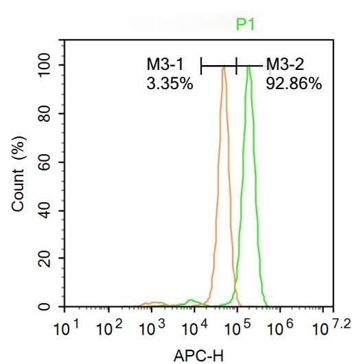 Anti-POU5F1 Polyclonal Antibody