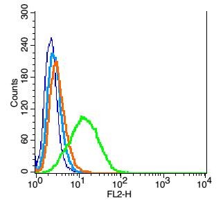 Anti-PODXL Polyclonal Antibody