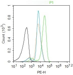 Anti-Phospho-TORC2 (Ser171) Polyclonal Antibody