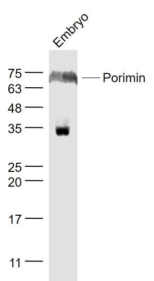 Anti-Porimin Polyclonal Antibody