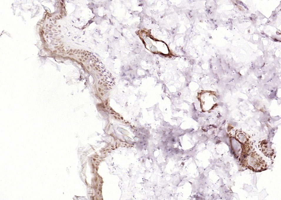 Anti-POU2F3 Polyclonal Antibody