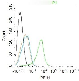 Anti-Porimin Polyclonal Antibody
