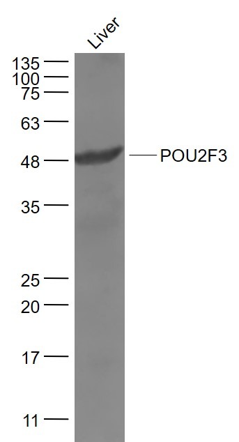 Anti-POU2F3 Polyclonal Antibody