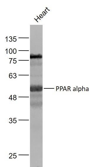 Anti-PPAR alpha/PPARA Polyclonal Antibody