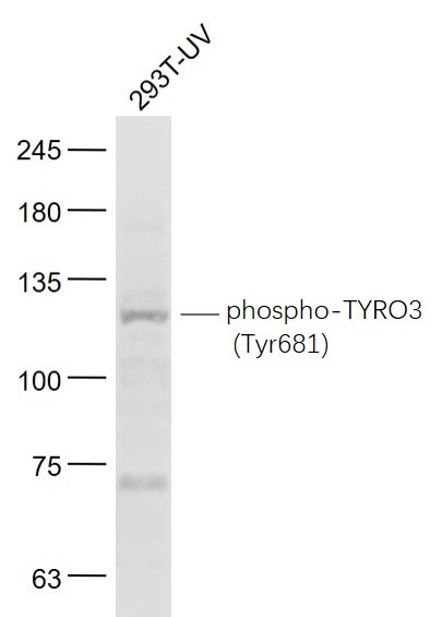 Anti-Phospho-TYRO3 (Tyr681) Polyclonal Antibody