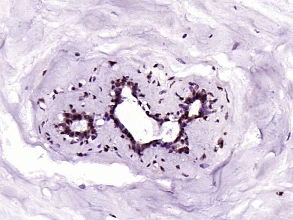 Anti-Phospho-YAP1 (Tyr407) Polyclonal Antibody