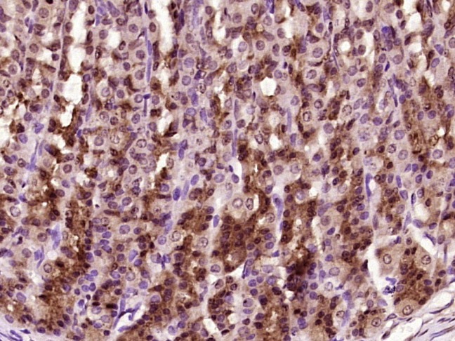 Anti-Phospho-YAP1 (Tyr407) Polyclonal Antibody