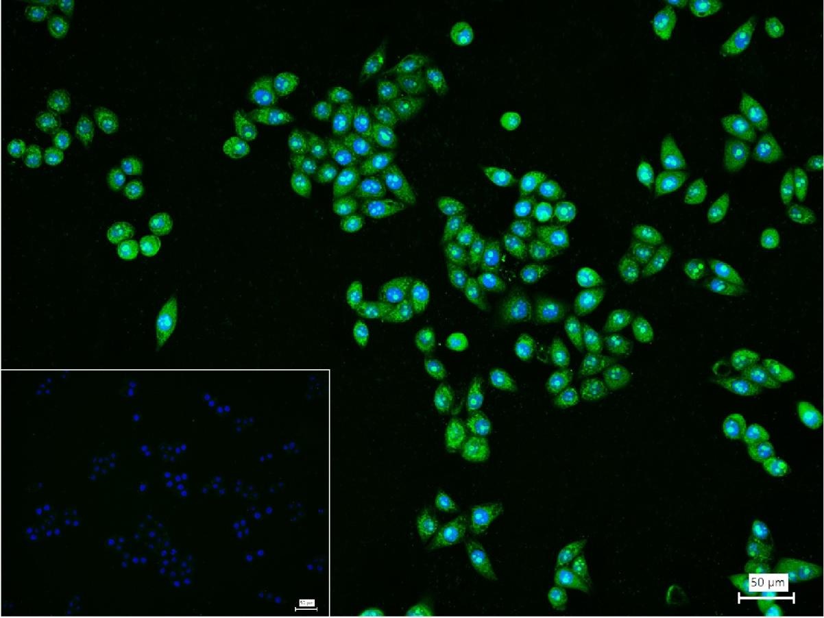 Anti-PI3Kβ Polyclonal Antibody