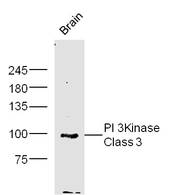 Anti-PI3 Kinase Class 3 Polyclonal Antibody