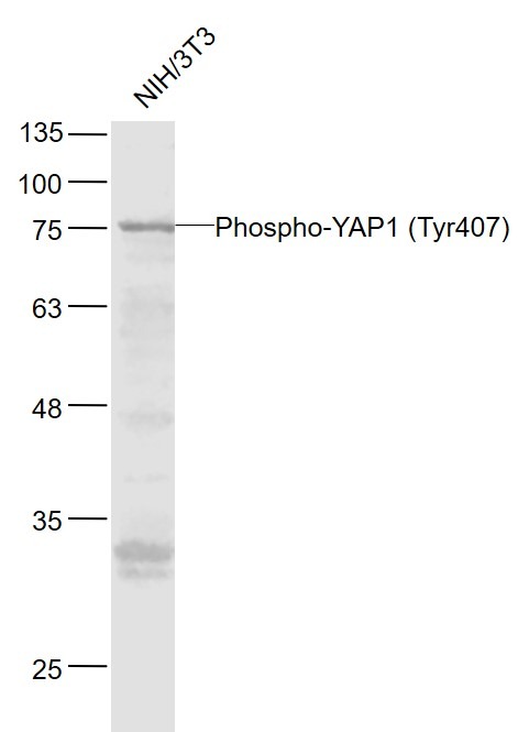 Anti-Phospho-YAP1 (Tyr407) Polyclonal Antibody