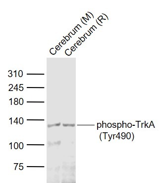 Anti-Phospho-TrkA (Tyr490) Polyclonal Antibody