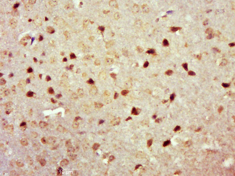 Anti-Phospho-TrkA (Tyr490) Polyclonal Antibody