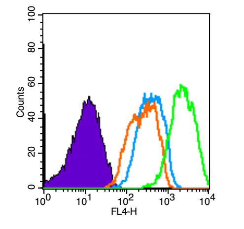 Anti-Phospho-VEGFR2/KDR (Tyr1175) Polyclonal Antibody