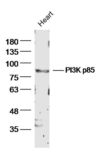 Anti-PIK3R1 Polyclonal Antibody