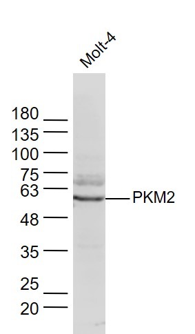 Anti-PKM2 Polyclonal Antibody