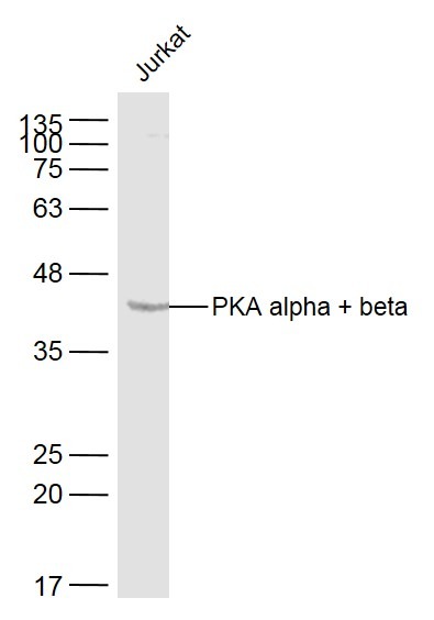 Anti-PKA alpha/beta Polyclonal Antibody