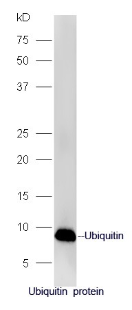 Anti-Ubiquitin Polyclonal Antibody
