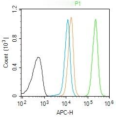 Anti-Ubiquitin Polyclonal Antibody