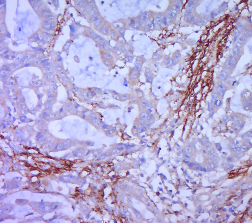 Anti-Syndecan-1 Polyclonal Antibody