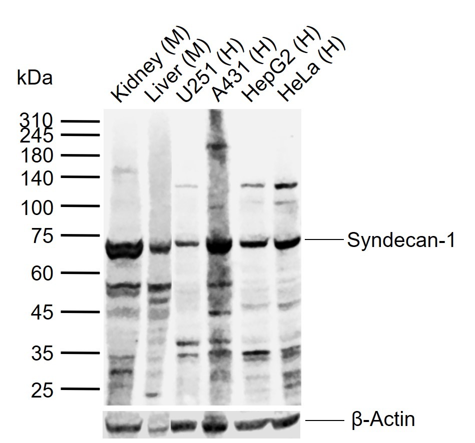 Anti-Syndecan-1 Polyclonal Antibody