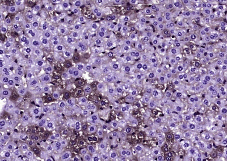 Anti-Ubiquitin Antibody (5H931)