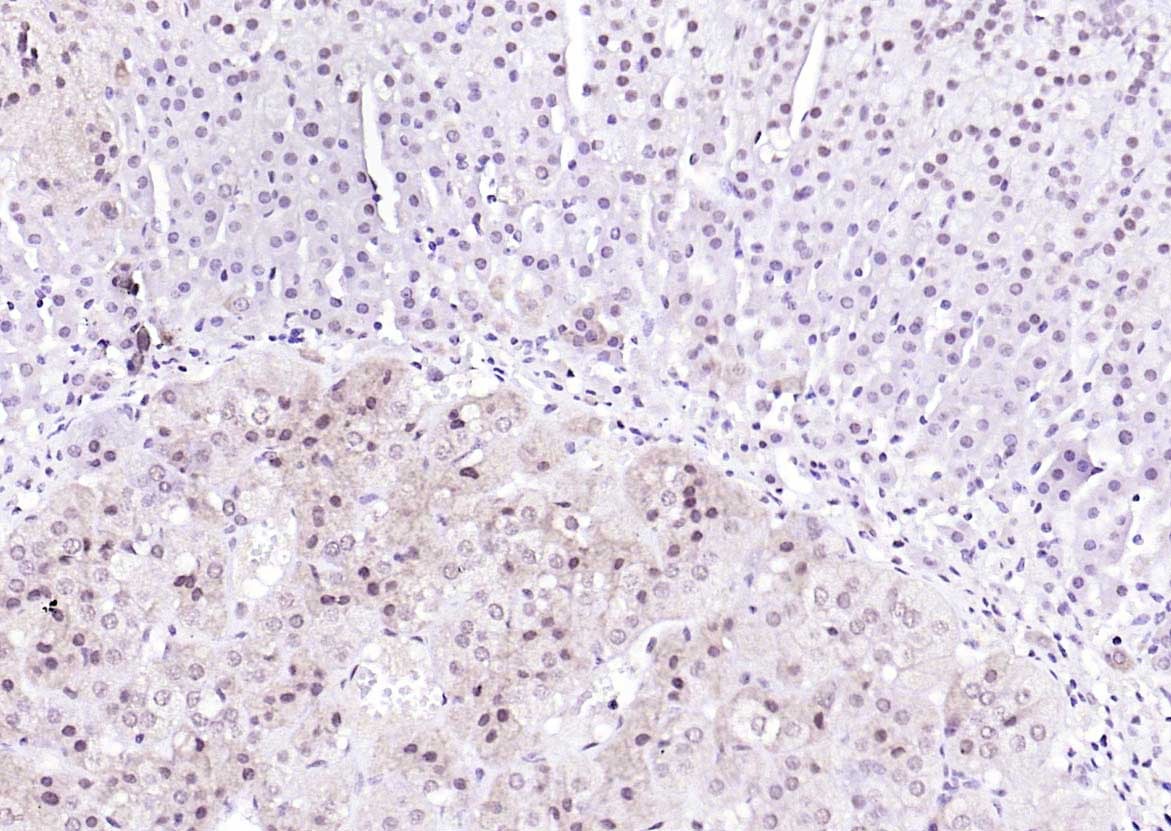 Anti-Ubiquitin Antibody (5H931)