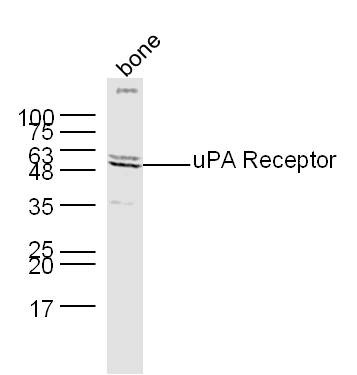 Anti-uPAR/PLAUR Polyclonal Antibody