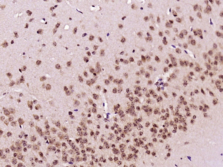 Anti-TRF1 Polyclonal Antibody