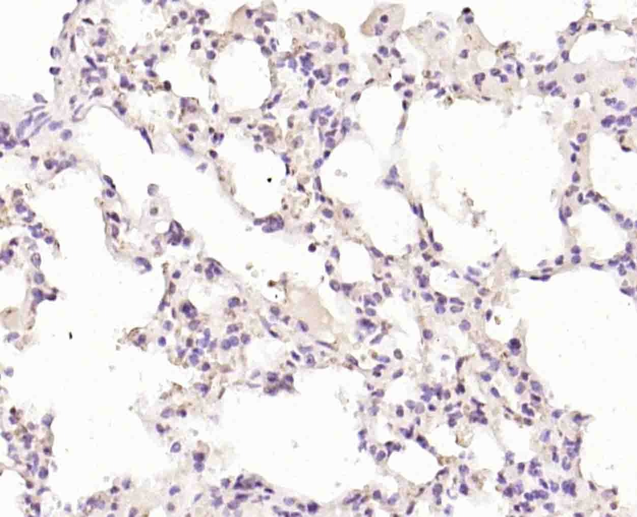 Anti-TRIM21 Polyclonal Antibody