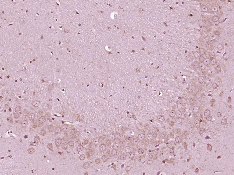 Anti-Urocortin-3 Polyclonal Antibody