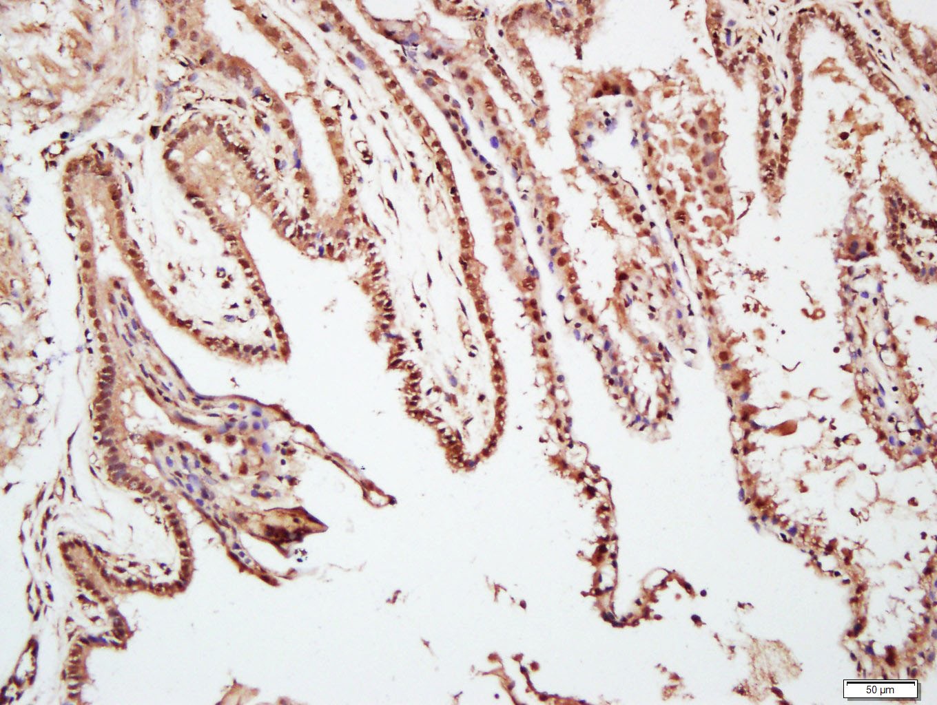Anti-TAZ Polyclonal Antibody