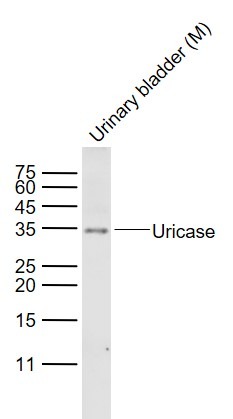 Anti-Uricase Polyclonal Antibody