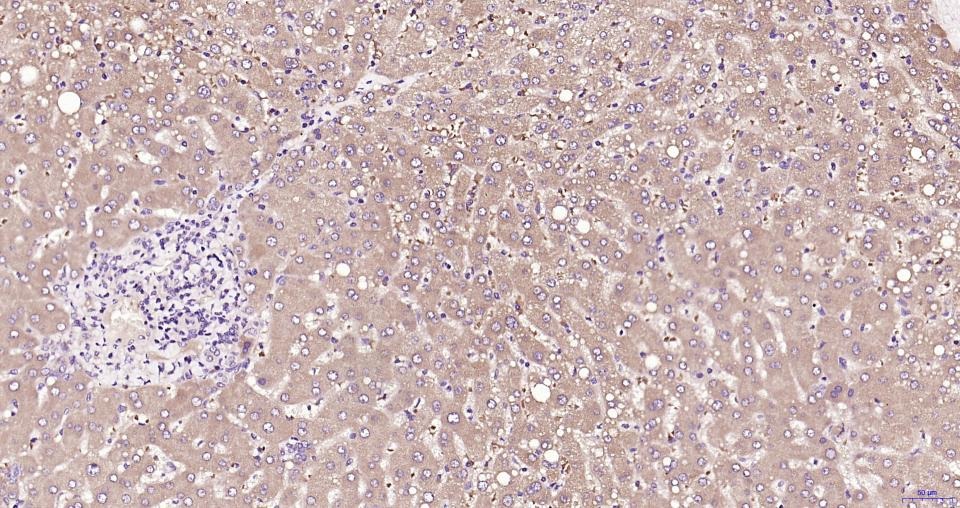 Anti-TBK1 Polyclonal Antibody