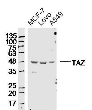 Anti-TAZ Polyclonal Antibody